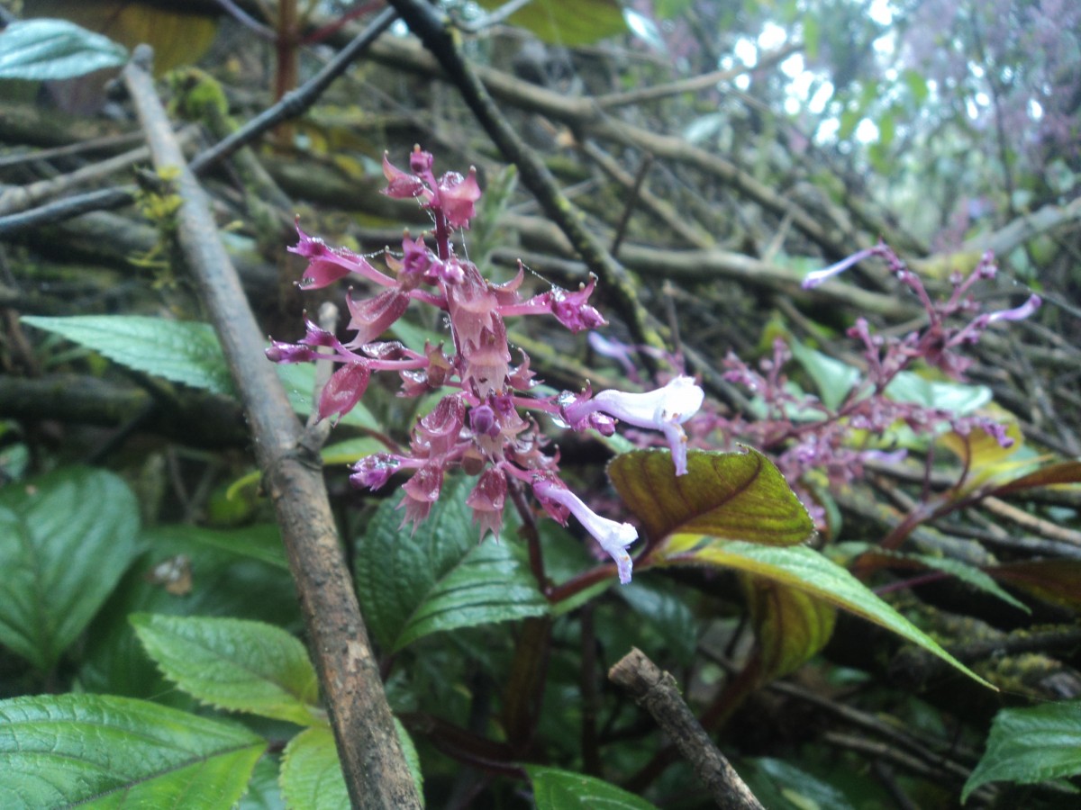 Coleus inflatus Benth.